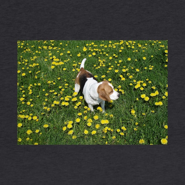 beagle in dandilions by Wanderingangel